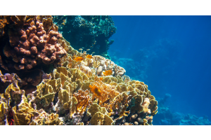 Underwater picture of a coral reef with colors of yellow, orange, and dark reds facing the open sea