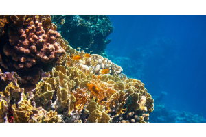 Coral reef with colors of yellow, orange, and dark reds facing the open sea.