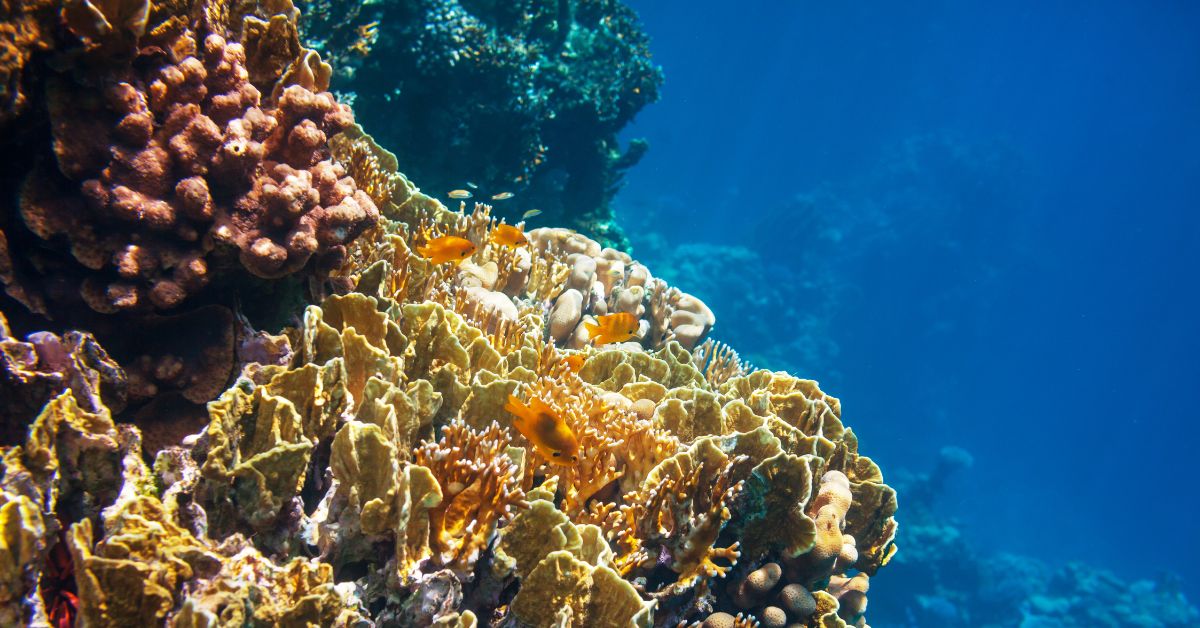 Coral reef with colors of yellow, orange, and dark reds facing the open sea.
