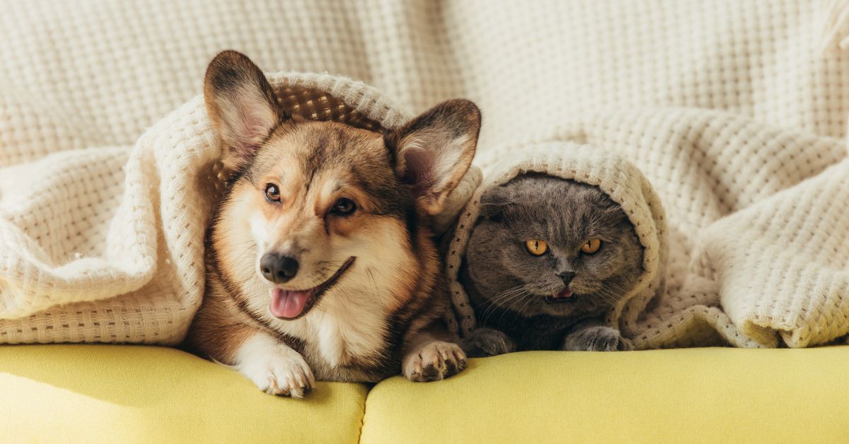 A smiling corgi and a cat on a couch under a blanket together.