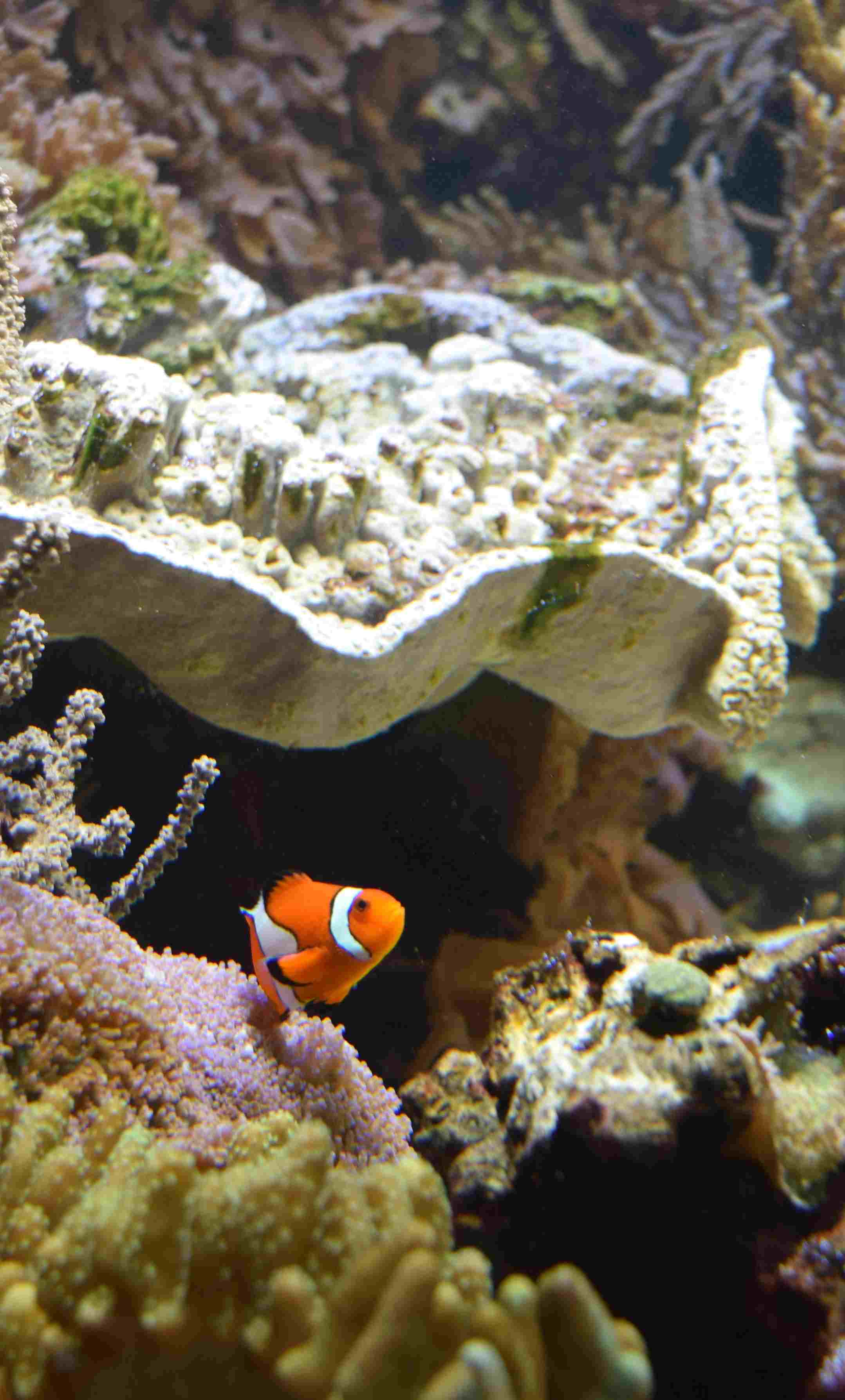 Clown fish peeking out from its hiding spot within a coral reef.