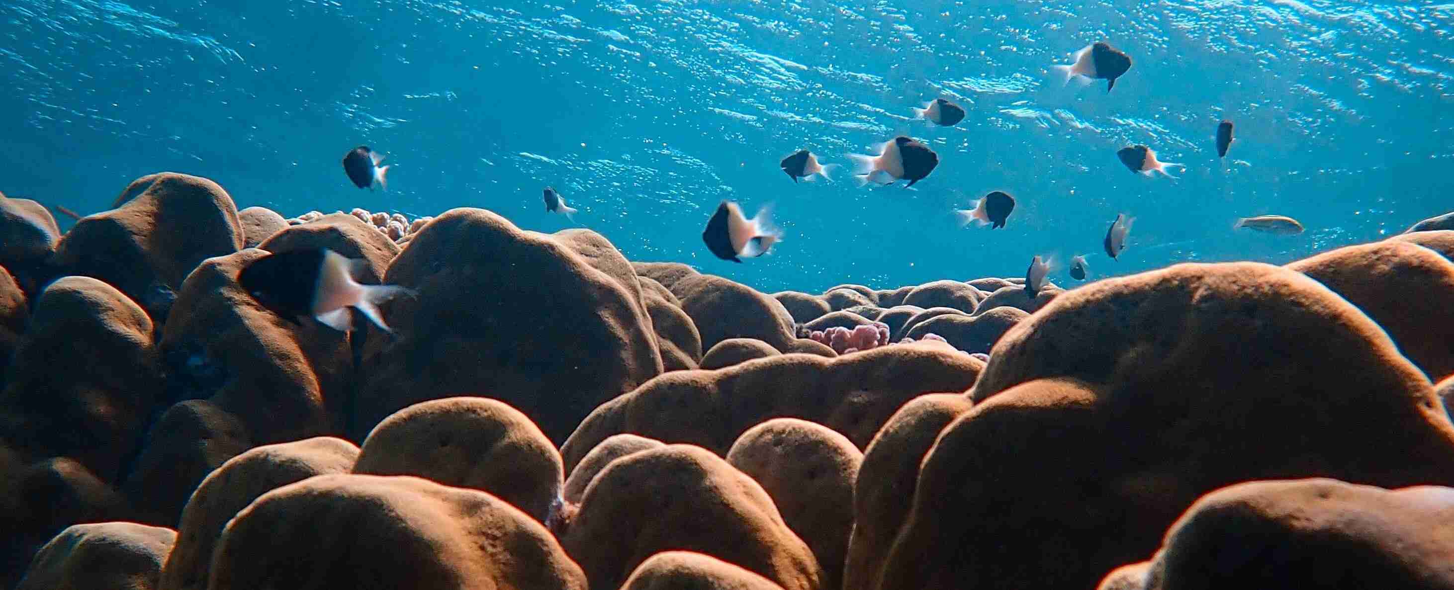School of fish swimming among large brown rocks on the ocean floor.