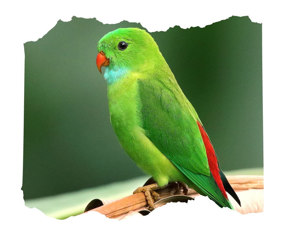 Parakeet.