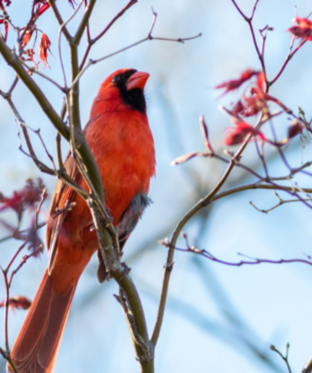 Red cardinal bird resting on a tree branch