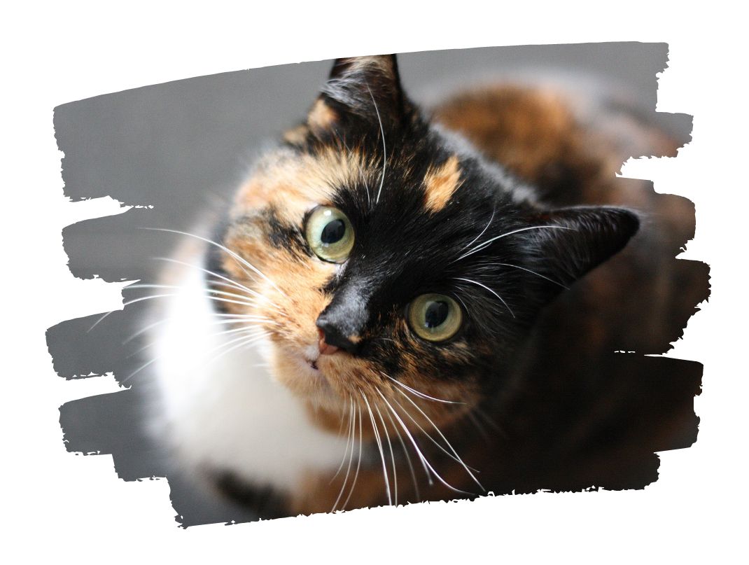 Calico kitten looking up at the camera.