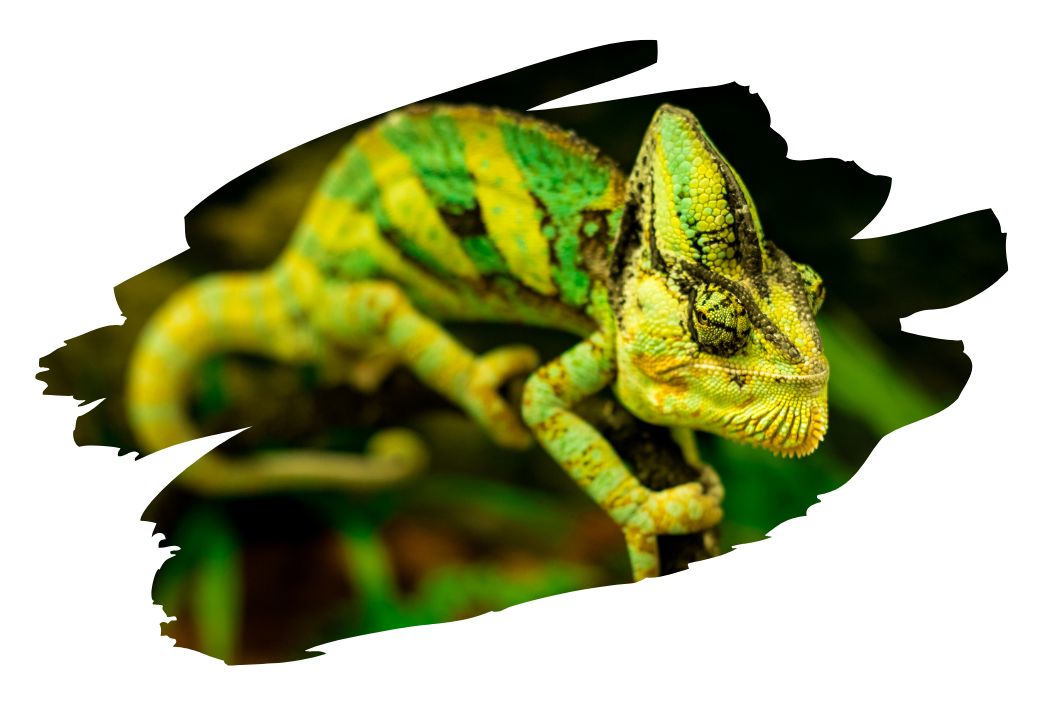 Chameleon.