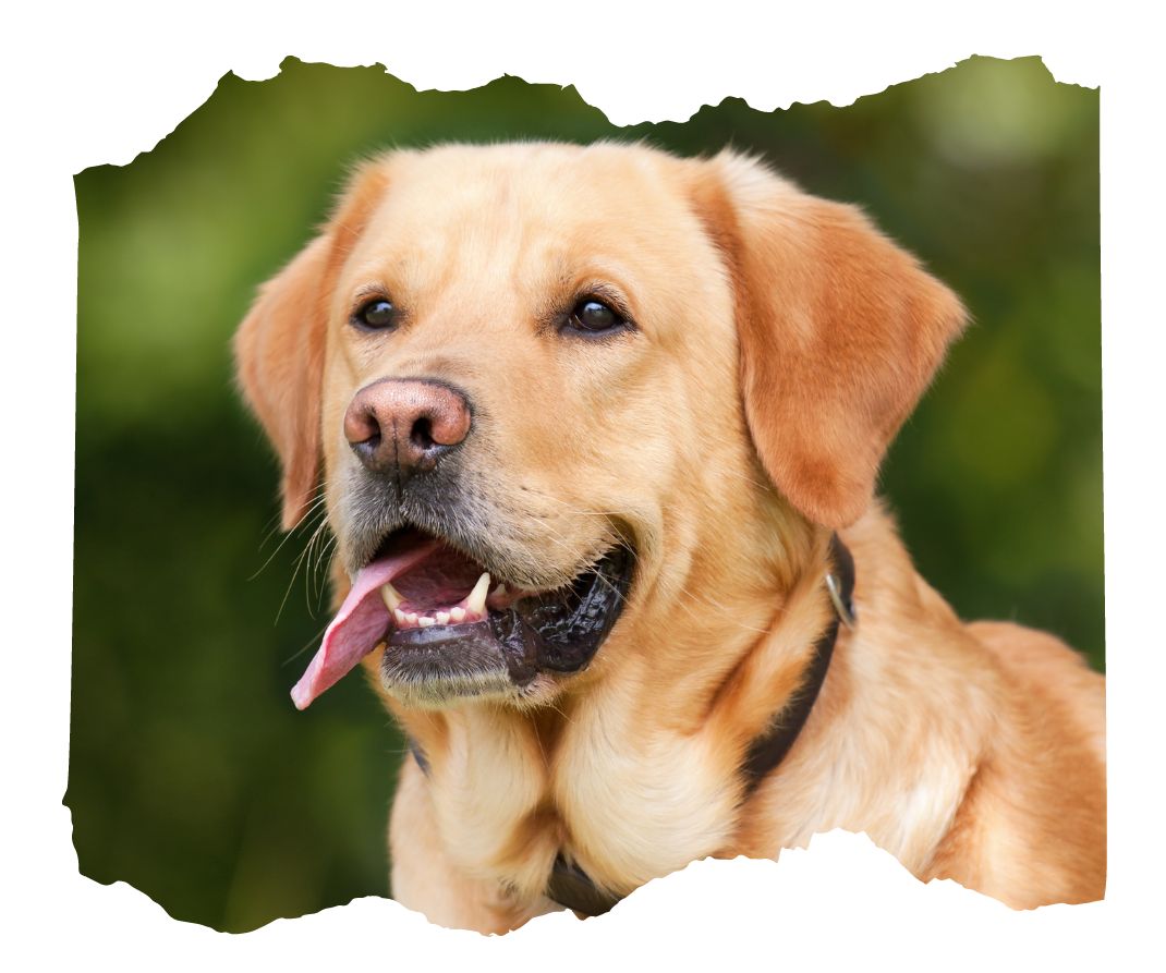 A dog with its tongue hanging out of its mouth.