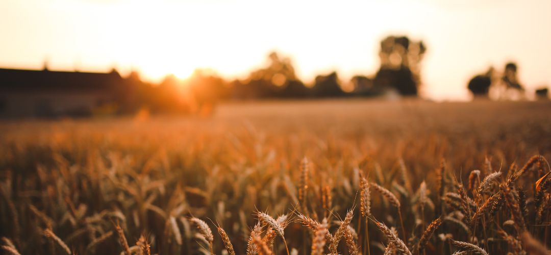 A field of wheat with a golden-orange glow at sunset.