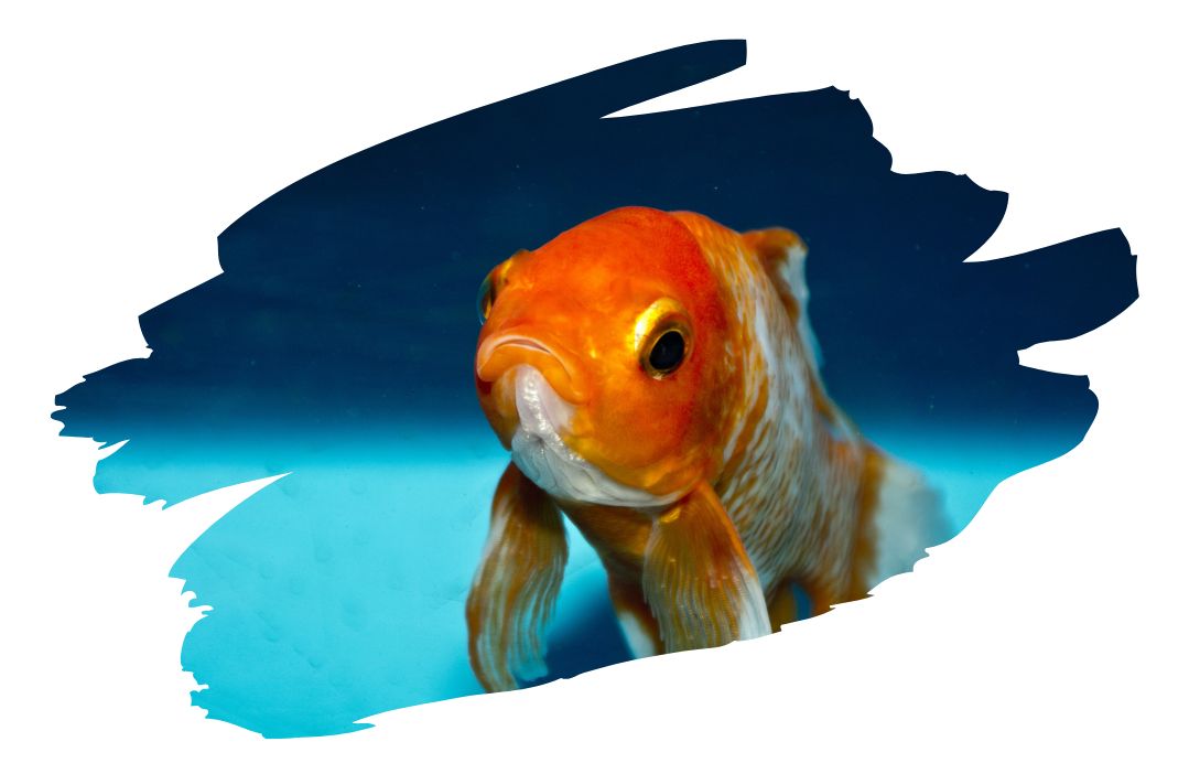 Goldfish from the front.