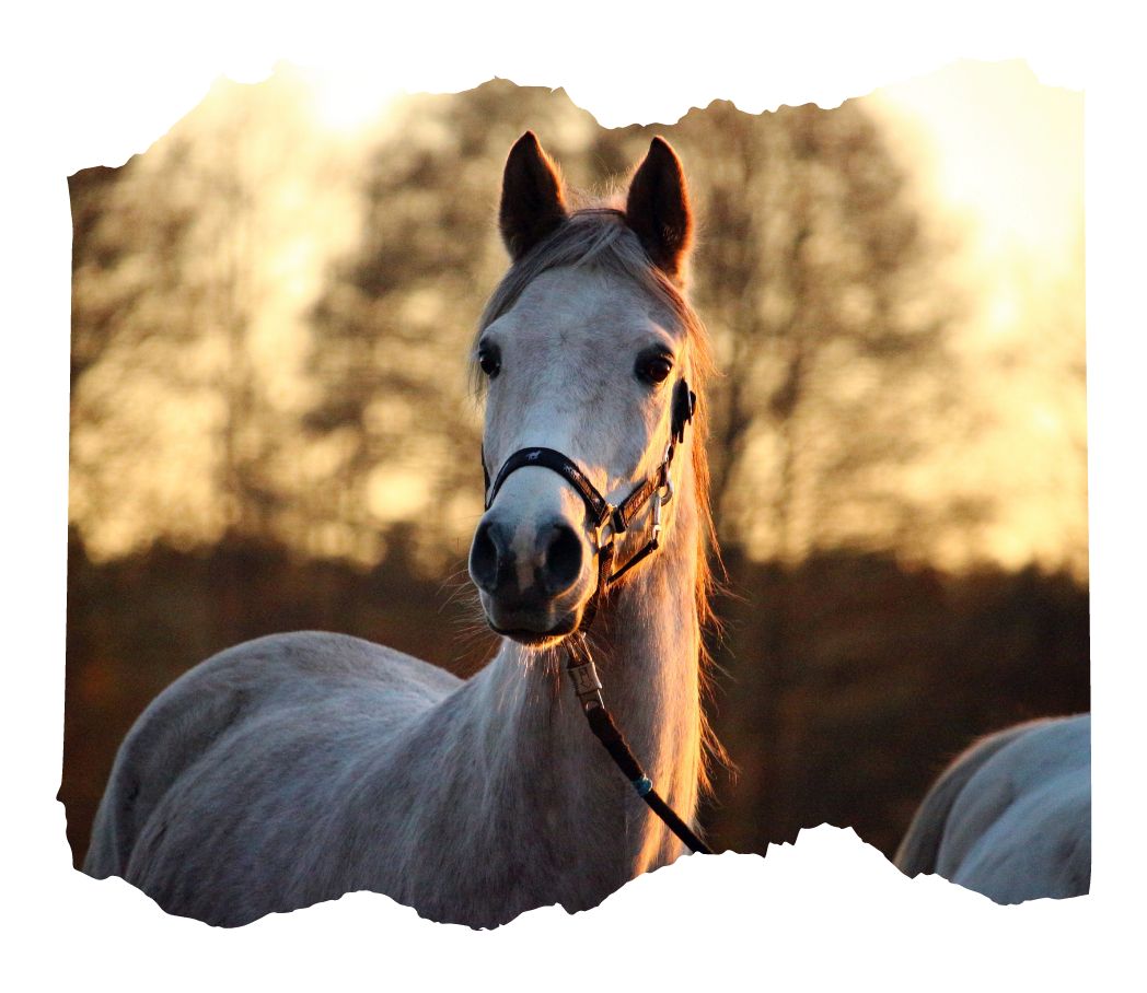 Horse looking into the distance.