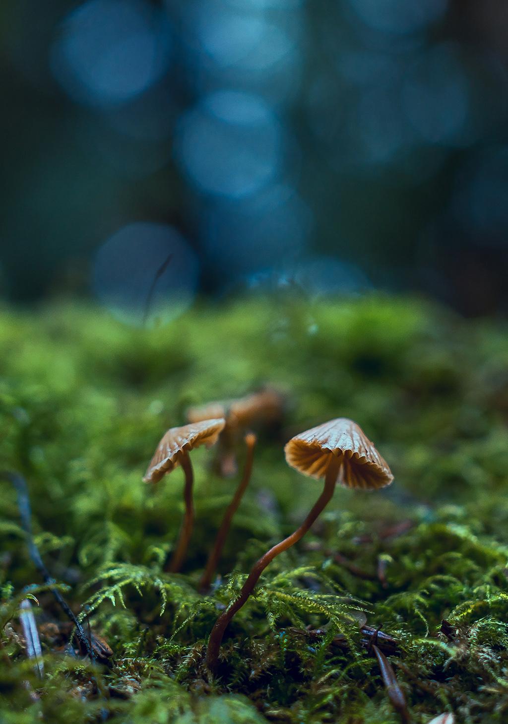Three small mushrooms growing out of green moss.