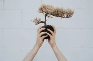 Hands holding a small bonsai tree in the air.