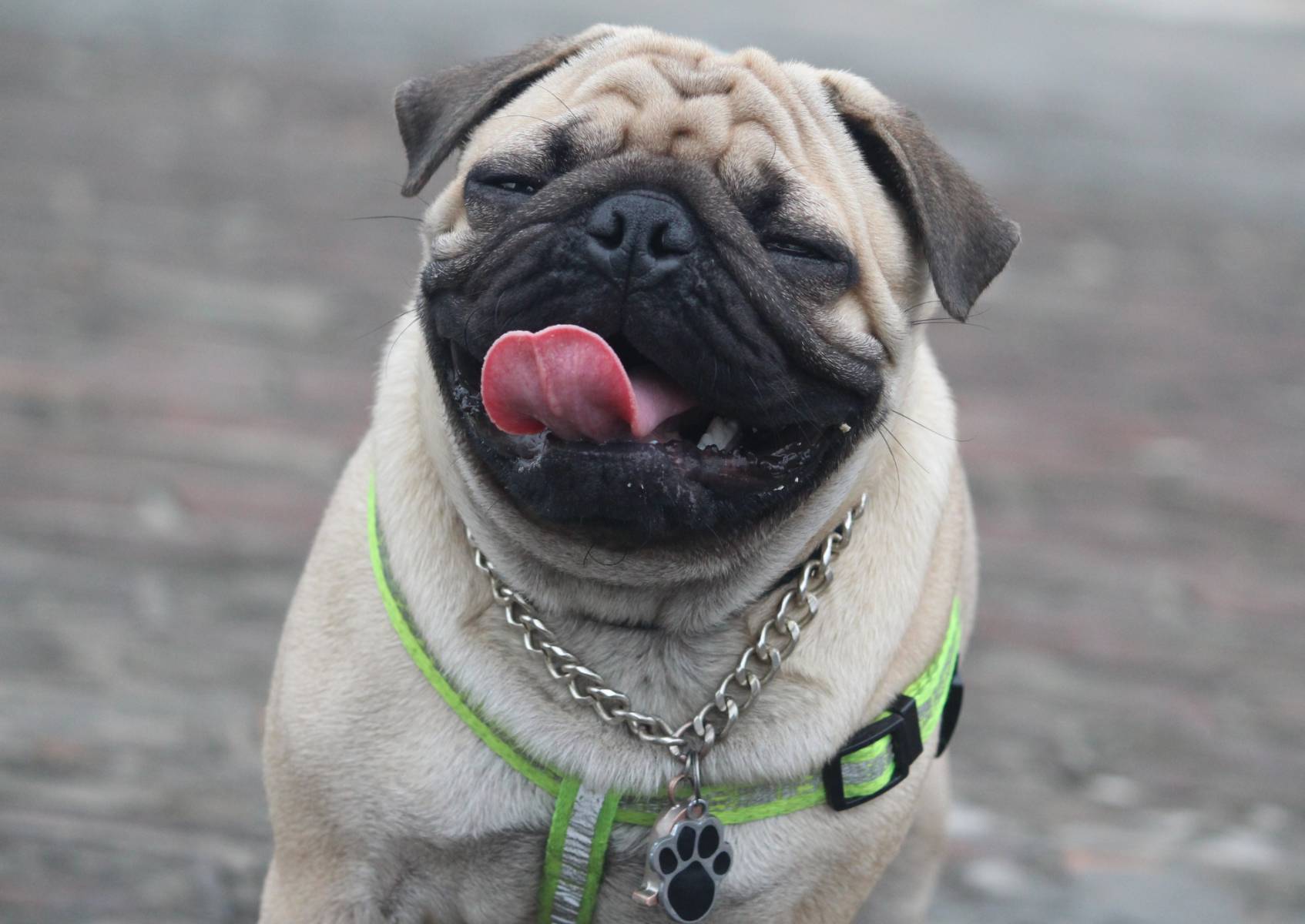 Pug dog on a leash with its tongue sticking out.